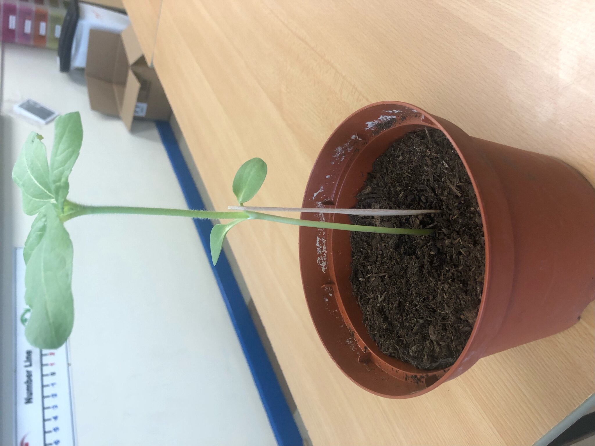 Image of Sunflower Competition Celebrates CHS Regrowth 