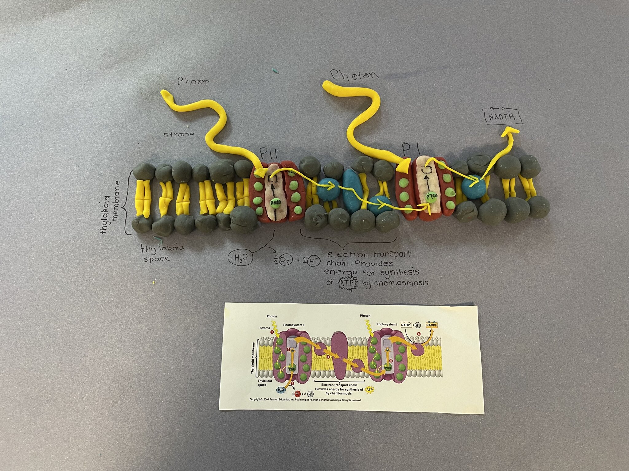 Image of Year 12 Biologists' Models Help Them to Remember