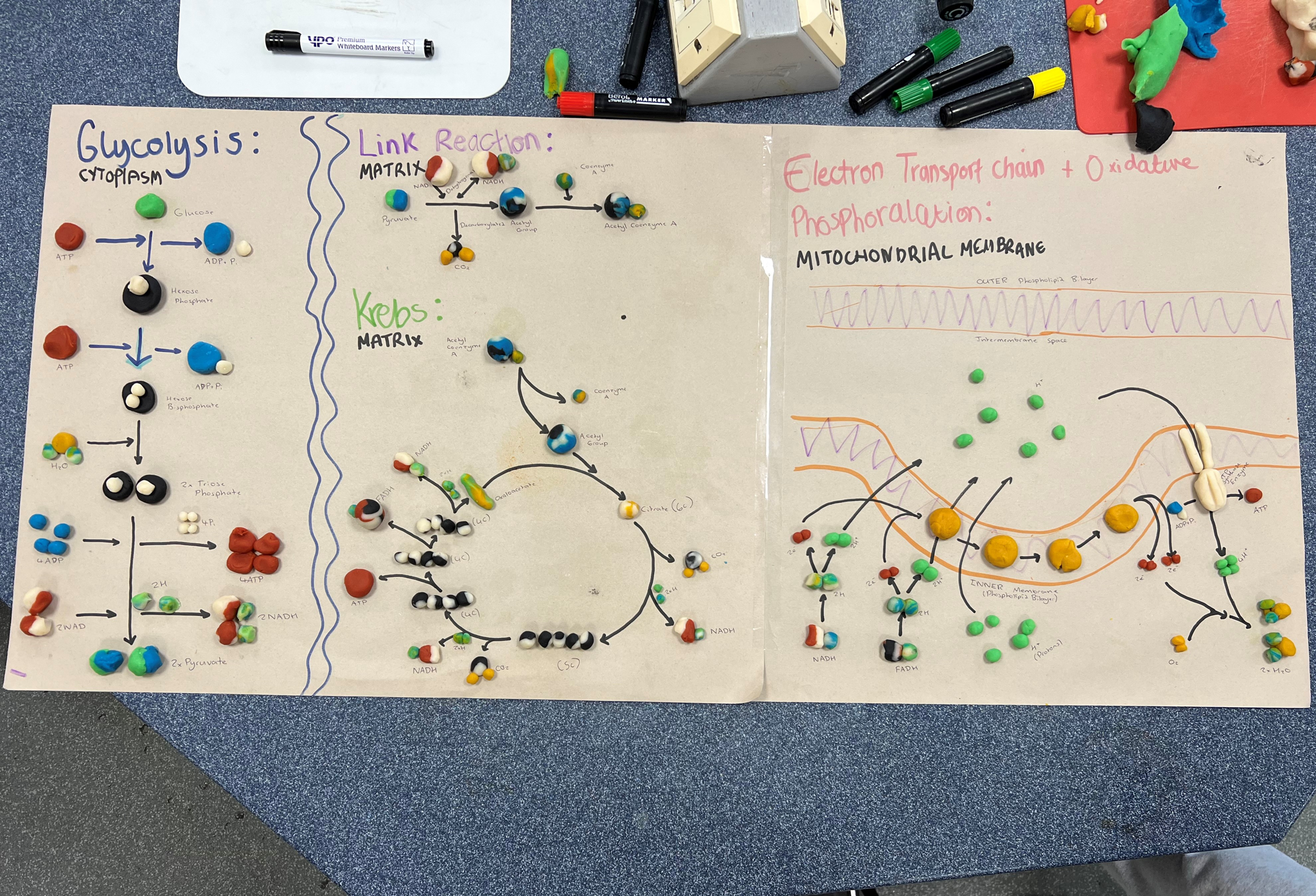 Image of Year 13 Biologists Model Scholarly Excellence