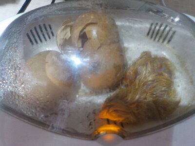 Image of Chicks