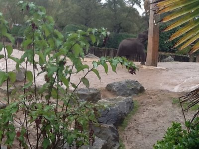 Image of Chester Zoo