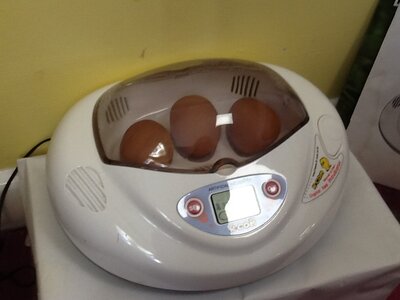 Image of Hatching Eggs in Class 1