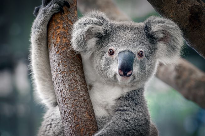 Image of Sponsored Event to raise money for WWF 'Protect the Koalas' 