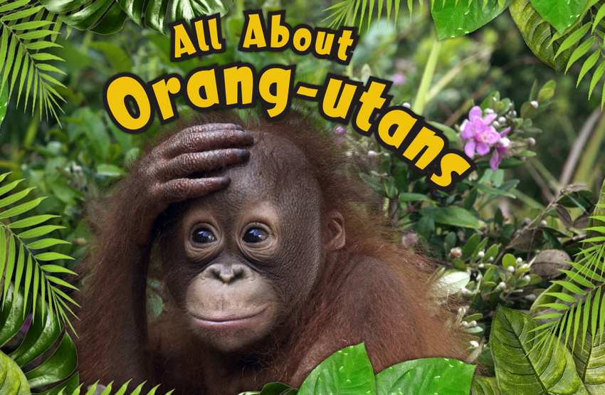 Image of Can we keep an orangutan as a class pet? By Year 2