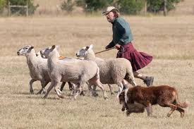Image of Bodafon sheepdog trials