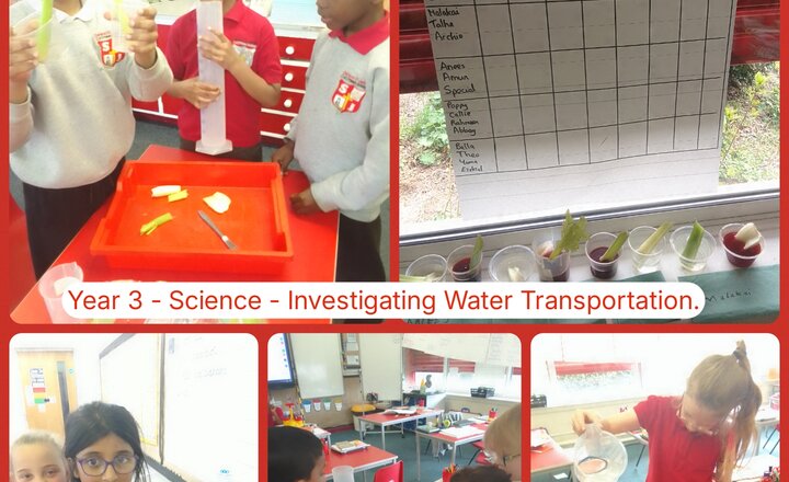 Image of Year 3 - Science - Investigating Water Transportation