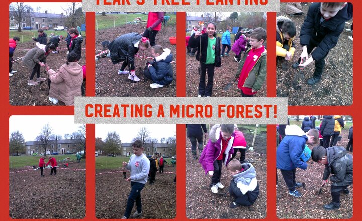 Image of Year 5 Tree Planting - Creating a Micro Forest!