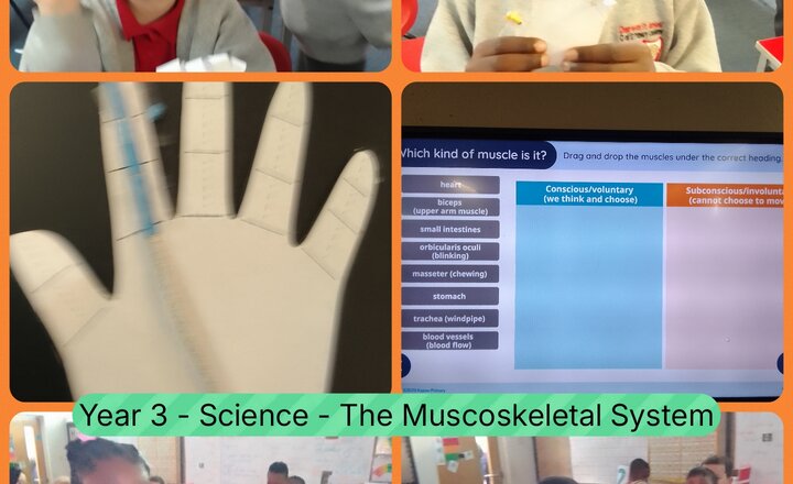 Image of Year 3 - Science - The Musculoskeletal System