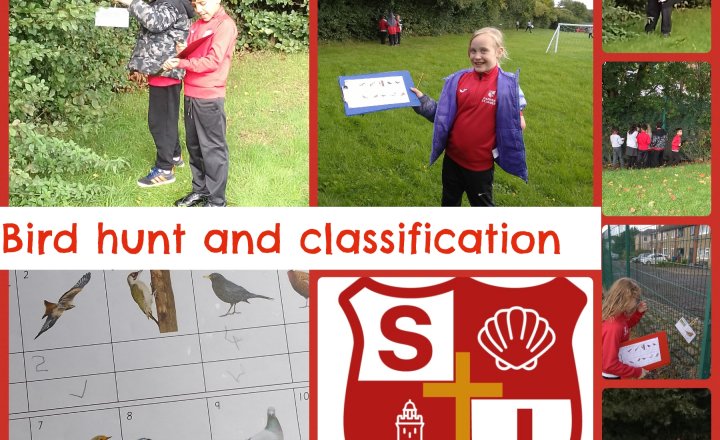 Image of Year 4 Science - Bird hunt and classification