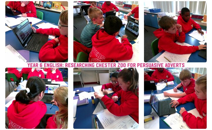 Image of Year 6 English: Researching Chester Zoo for a Persuasive Advert