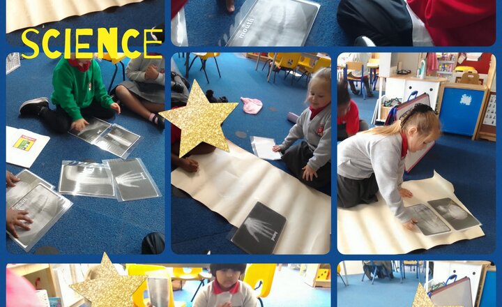 Image of Reception - Science - Exploring Skeletons!