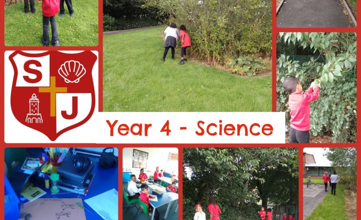 Image of Year 4 Science - Leaf Hunt and Classification Keys
