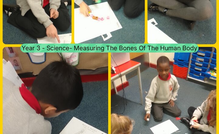 Image of Year 3 - Science - Recognising The Main Bones In The Body