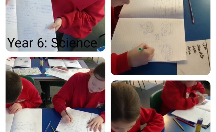 Image of Year 6: Science - Classifying Bacteria