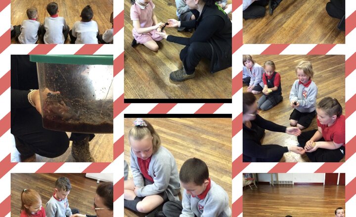 Image of Y2 - Little Zoo