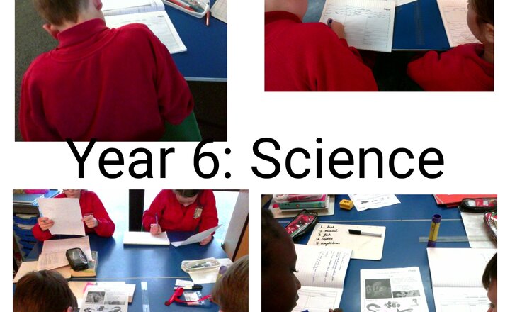 Image of Year 6: Science - Using a Classification Key