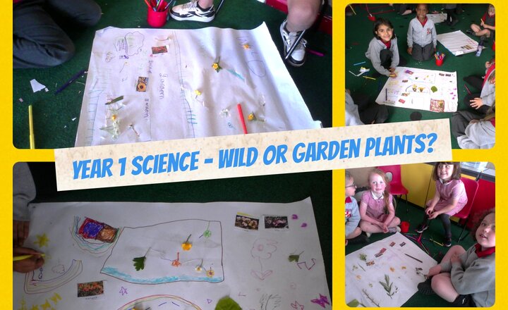 Image of Year 1 - Science - Wild Plants And Garden Plants