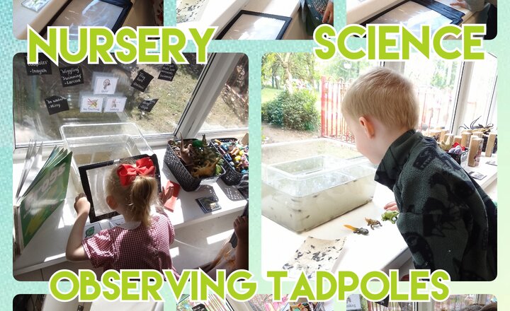 Image of Nursery - Science - Observing Tadpoles