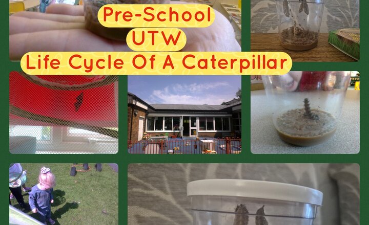 Image of Pre-School- UTW-Life Cycle Of A Caterpillar