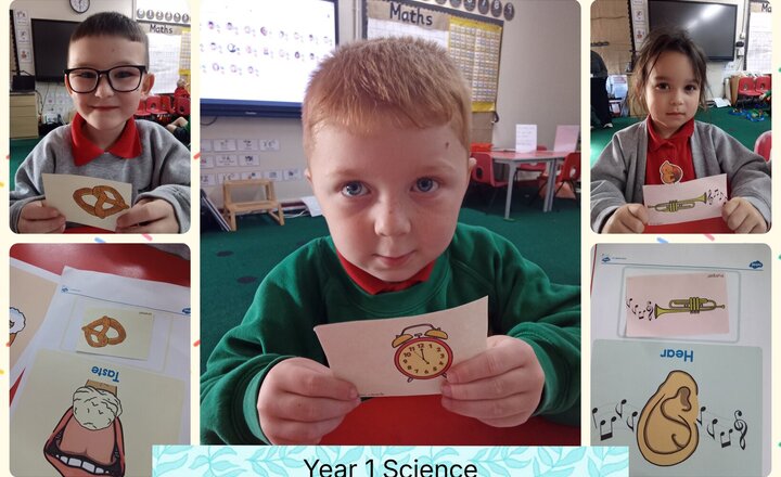 Image of Year 1 - Science - Matching and Sorting 5 Senses