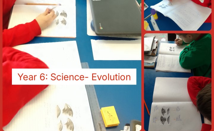 Image of Year 6: Science - Evolution