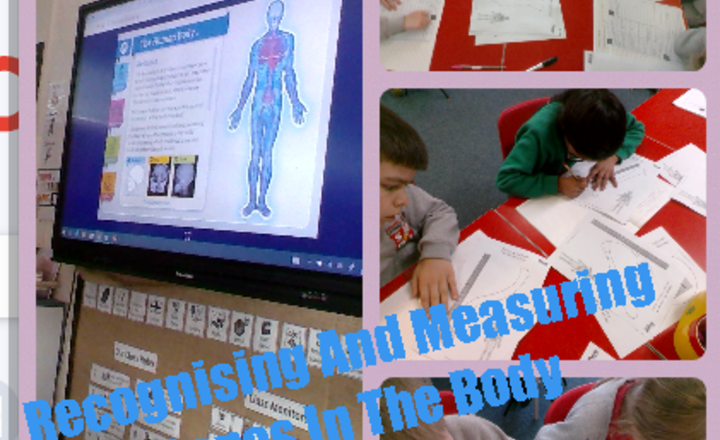 Image of Year 3 Science - Recognising The Bones In Our Bodies