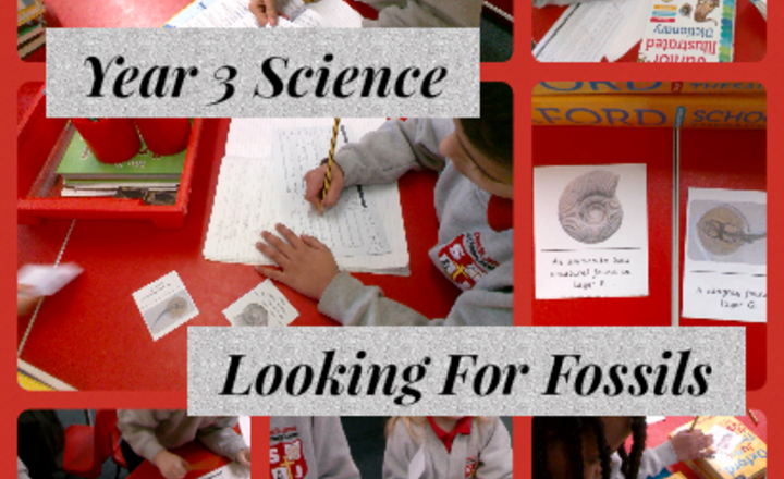 Image of Year 3 Science - Looking For Fossils