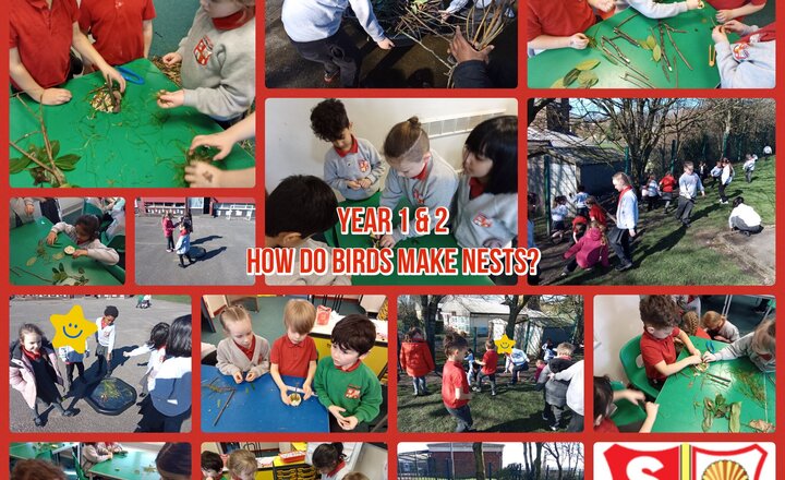 Image of Year 1 & 2 STEM Challenge: How do birds make nests?