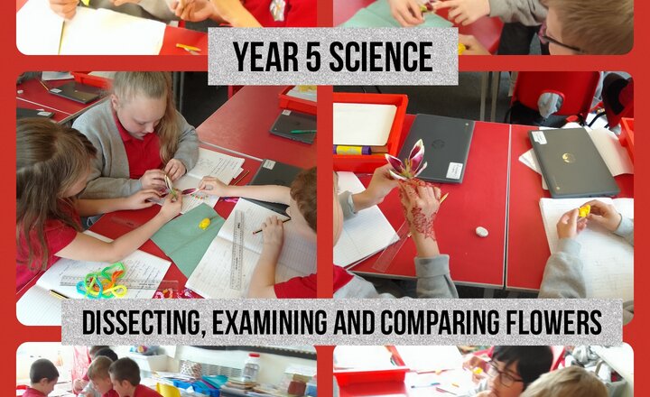Image of Year 5 Science: Dissecting, Examining and Comparing Flowers