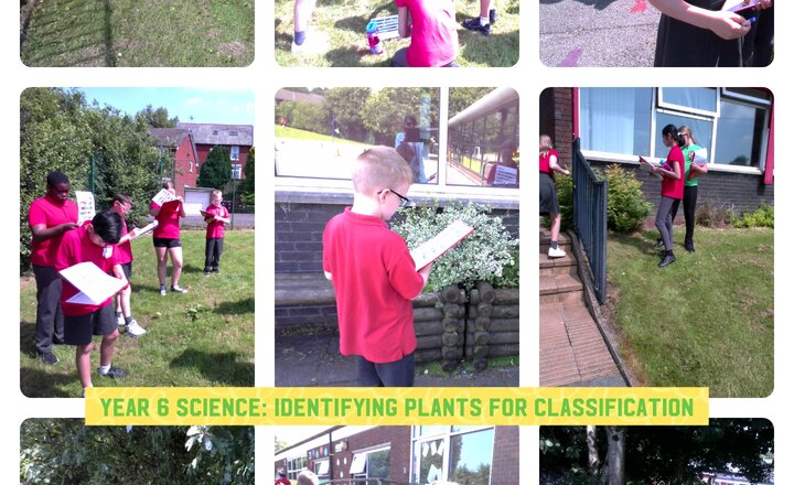 Image of Year 6 Science: Identifying Plants for Classification