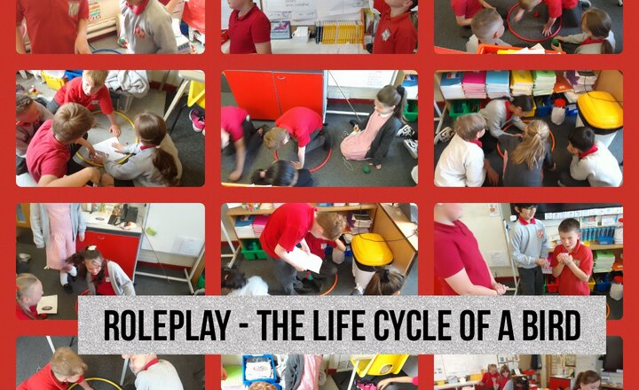 Image of Year 5 Science - The Life Cycle of a Bird Roleplay