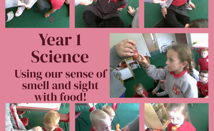 Image of Year 1 Science - Senses