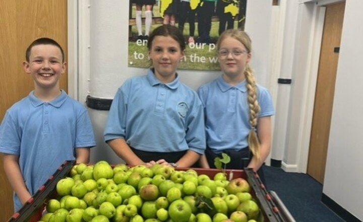 Image of Apple Collecting for The Old Saw Mill