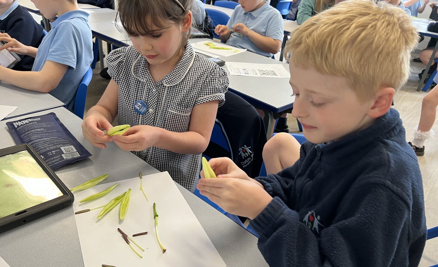 Image of Awe and wonder in Science as Year 3 learnt about the parts of a flower