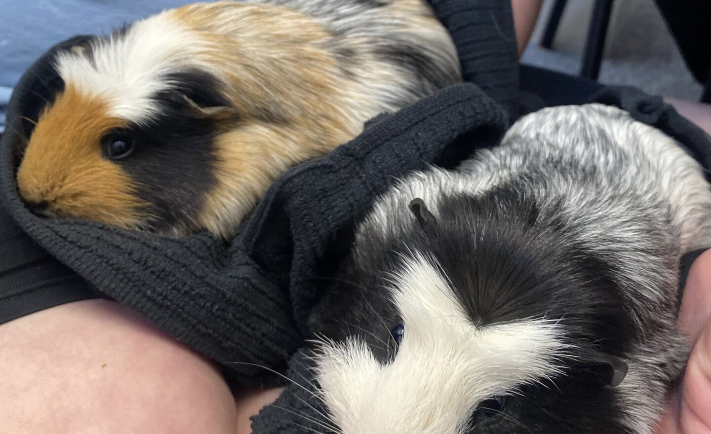 Image of Welcome Pumpkin and Spice Our Guinea Pigs 