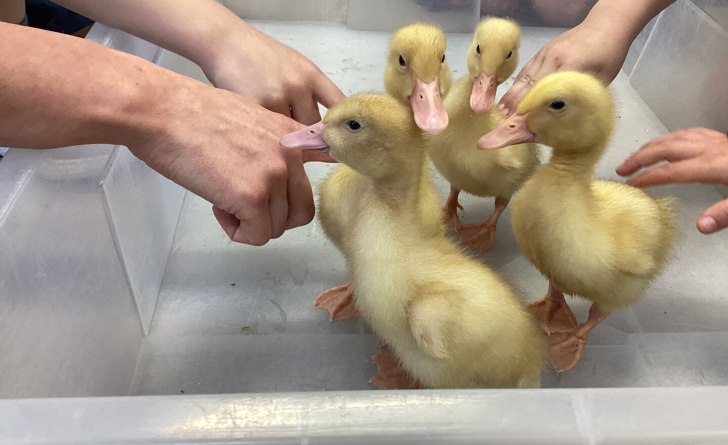 Image of Meeting The Ducklings! 