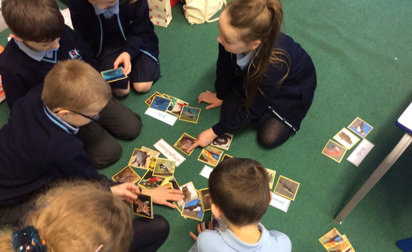 Image of Year 4 - Classifying Vertebrates