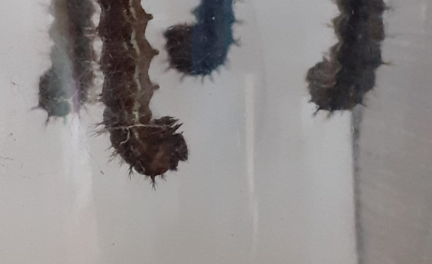 Image of Nursery- Caterpillar update