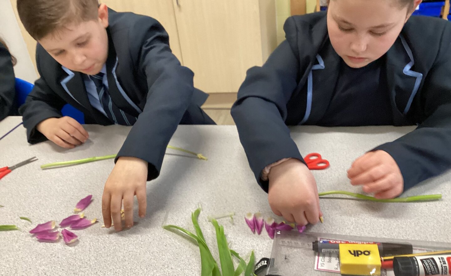 Image of Year Five dissect flowers