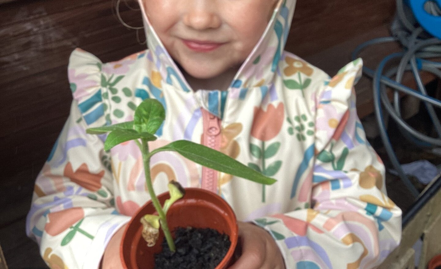 Image of Superworm, sunflowers and butterflies.