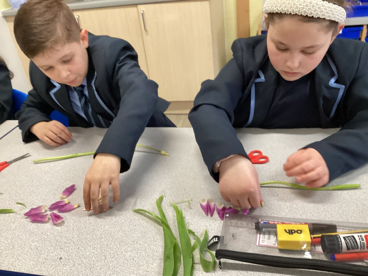 Year Five dissect flowers | Delph Side Community Primary School