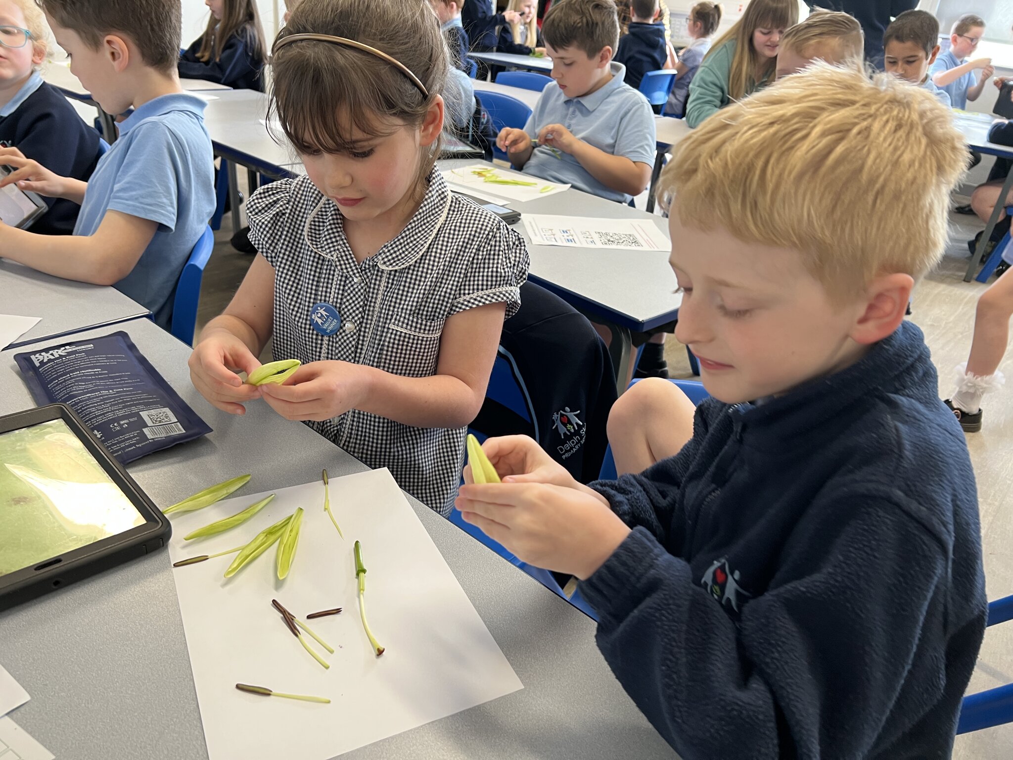 Image of Awe and wonder in Science as Year 3 learnt about the parts of a flower