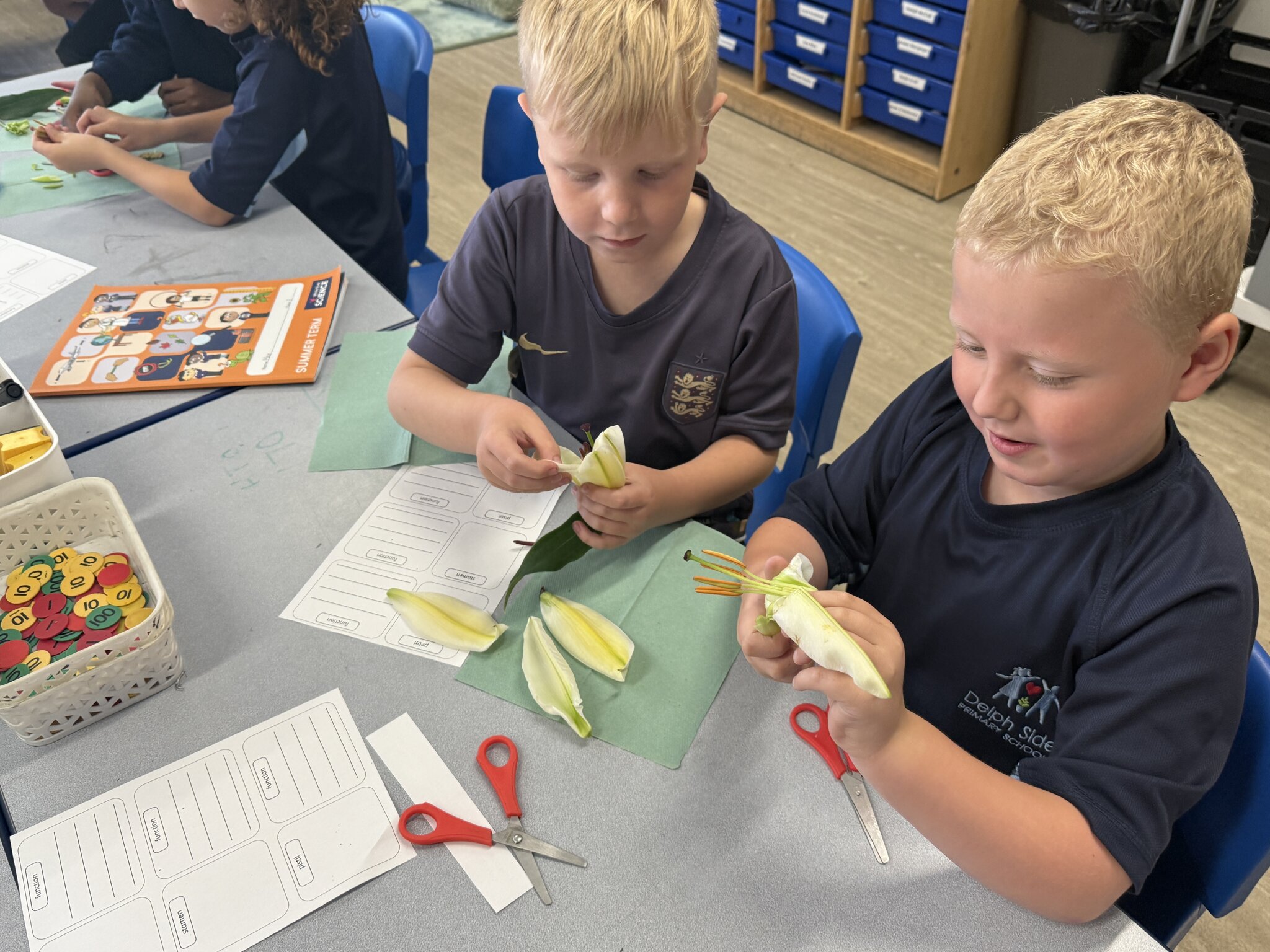 Image of Flower dissection