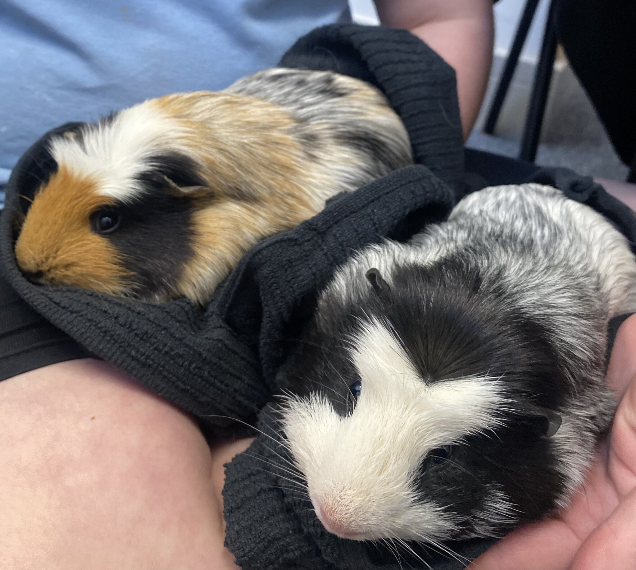 Image of Welcome Pumpkin and Spice Our Guinea Pigs 