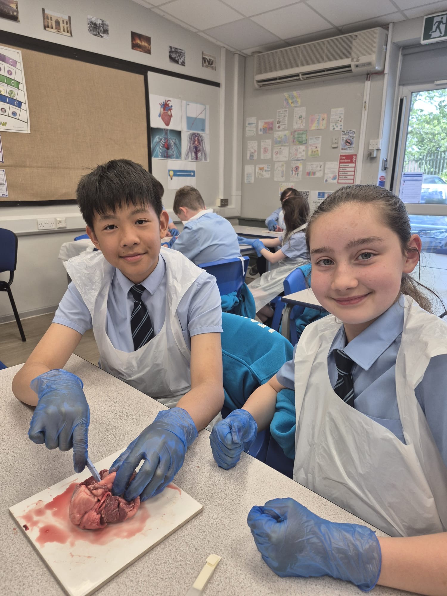 Image of Heart Dissection in Year 6 - 2025