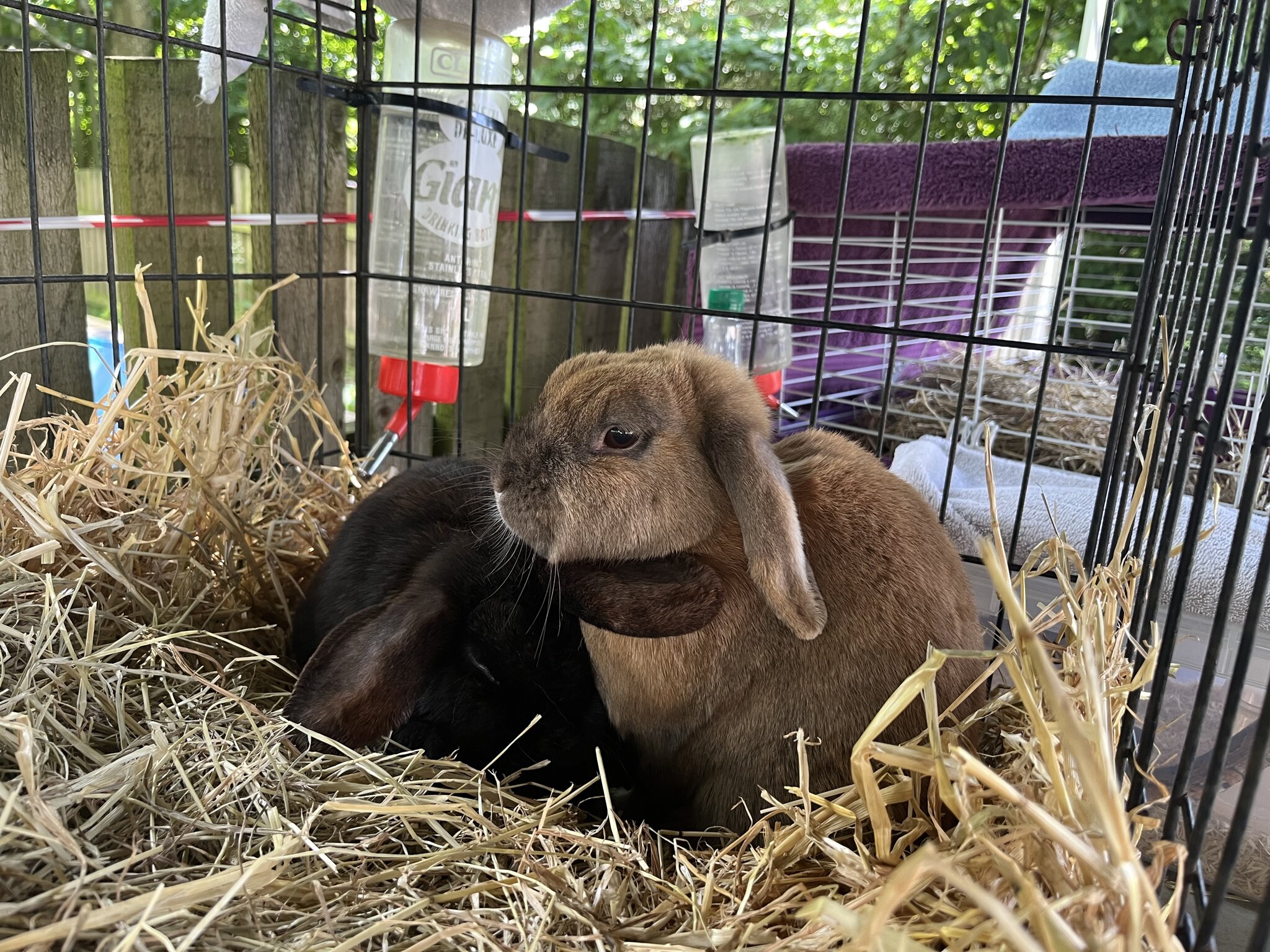 Image of Farm Visit at School! Year 1 and Reception