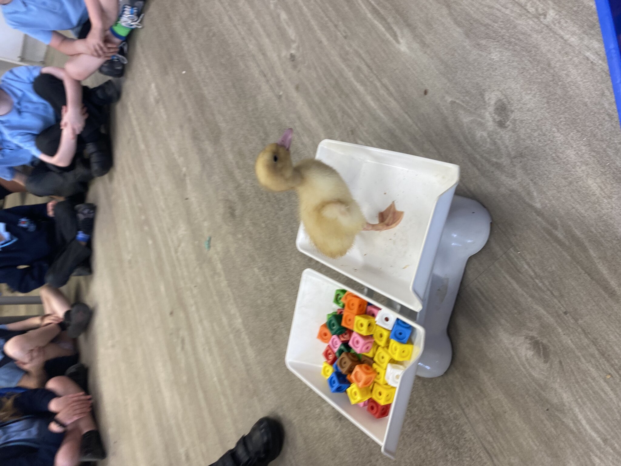 Image of Maths - Weighing the ducks