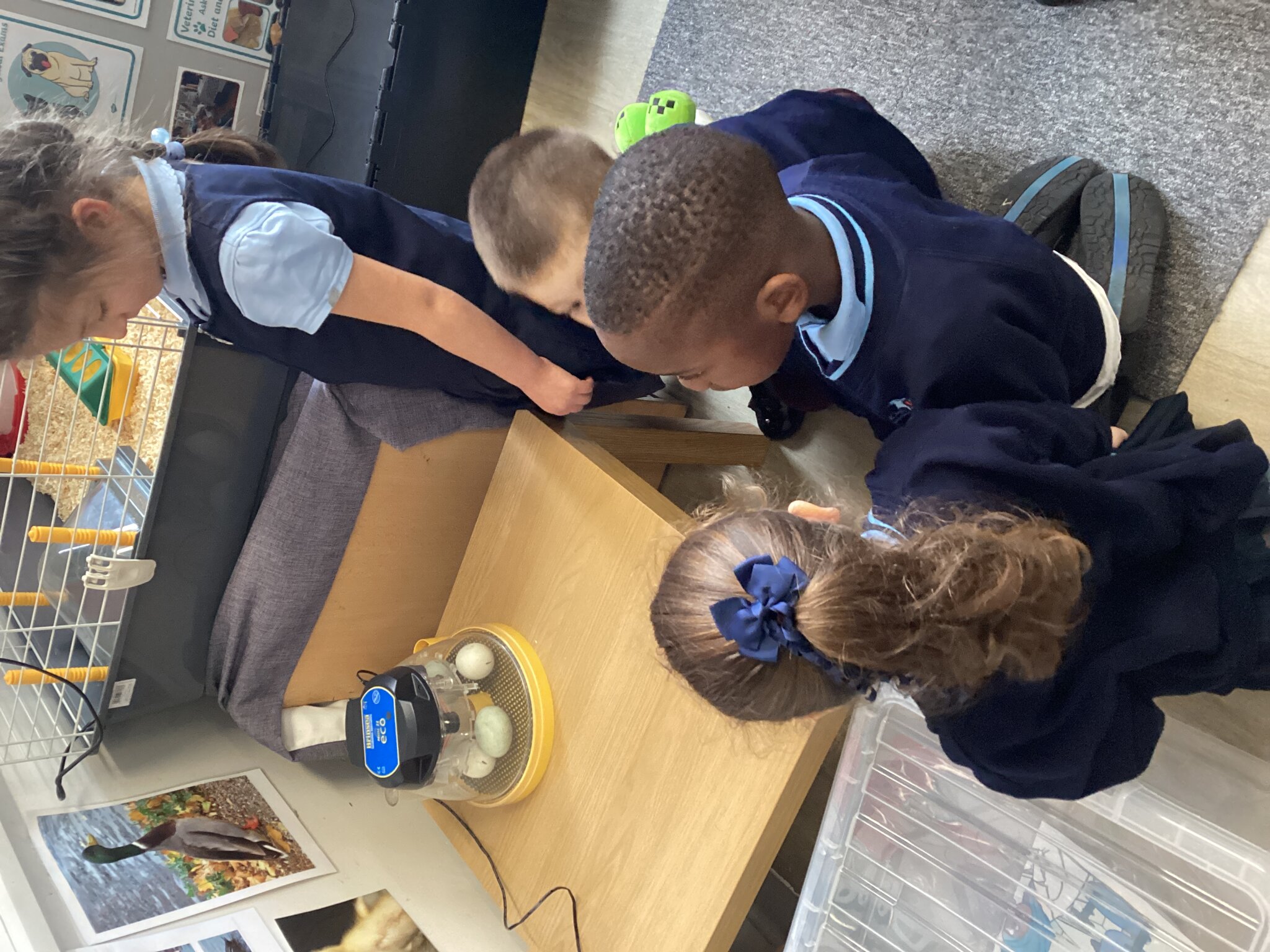 Image of Reception- Duck eggs 26