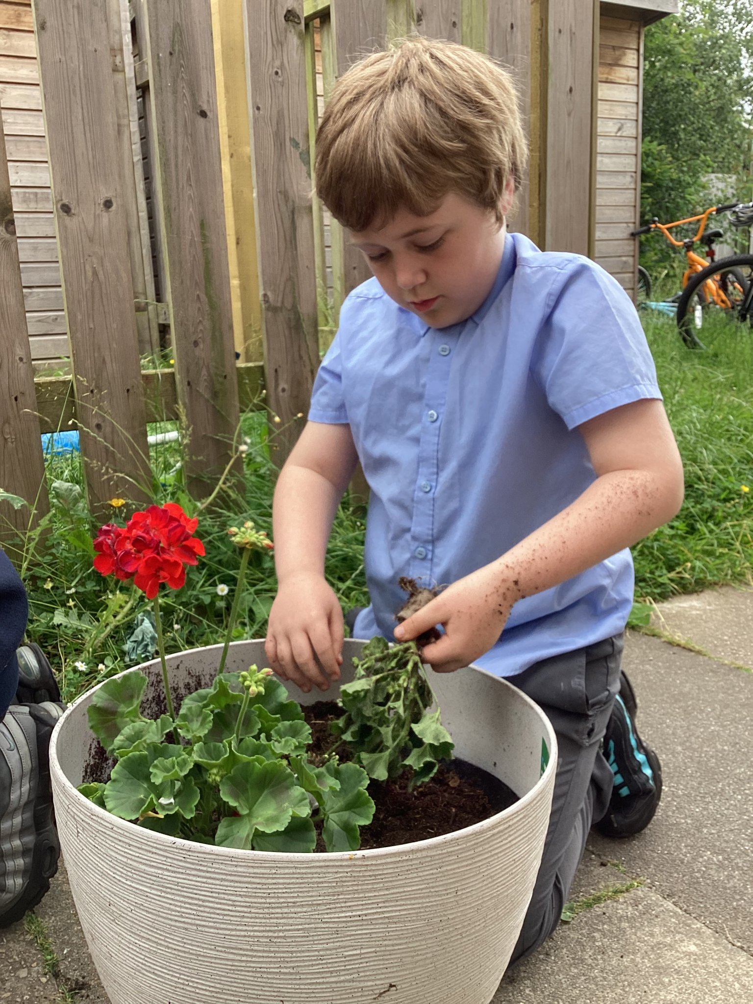 Image of Cloning Plants in Science
