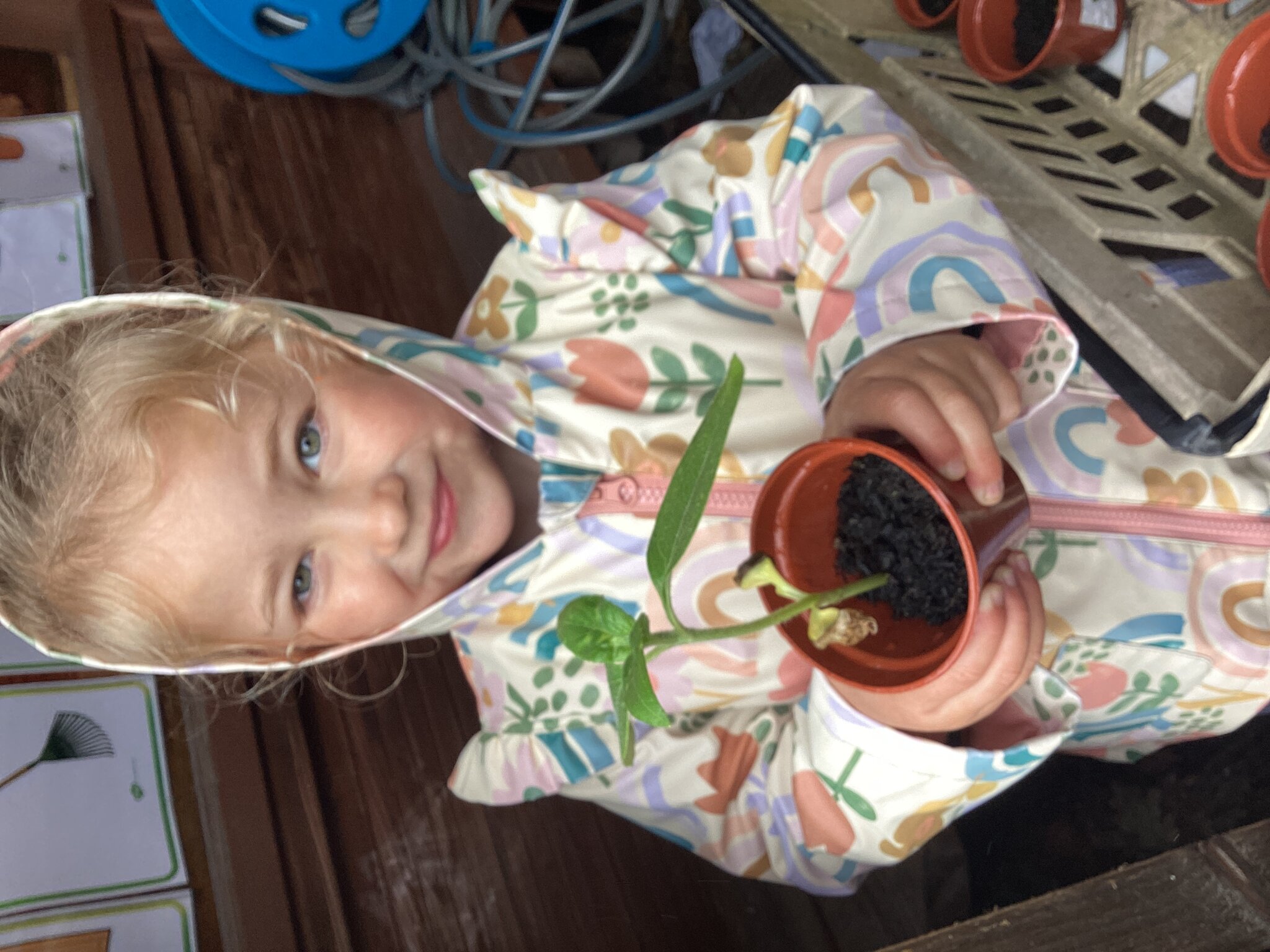 Image of Superworm, sunflowers and butterflies.